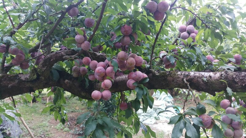 Nằm mơ thấy cây mận có nhiều trái là số mấy? Ý nghĩa giấc mơ thấy cây mận sai quả